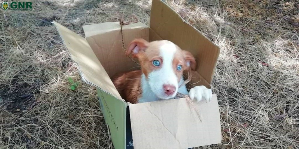 Cachorro de dois meses resgatado do rio Zêzere