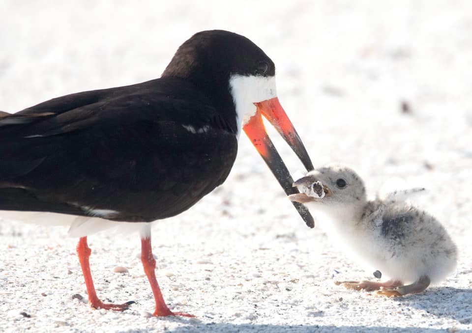 Fotografia de ave a alimentar cria com beata está a ser partilhada por todo o mundo