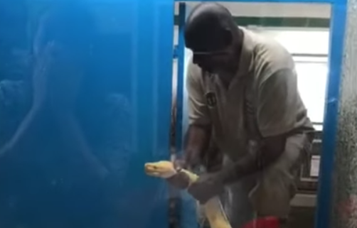 Vídeo mostra cobra a atacar homem no jardim zoológico