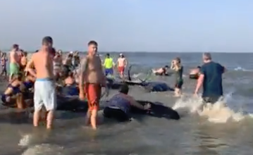 Banhistas juntam-se para salvar 50 baleias que deram à costa | VÍDEO