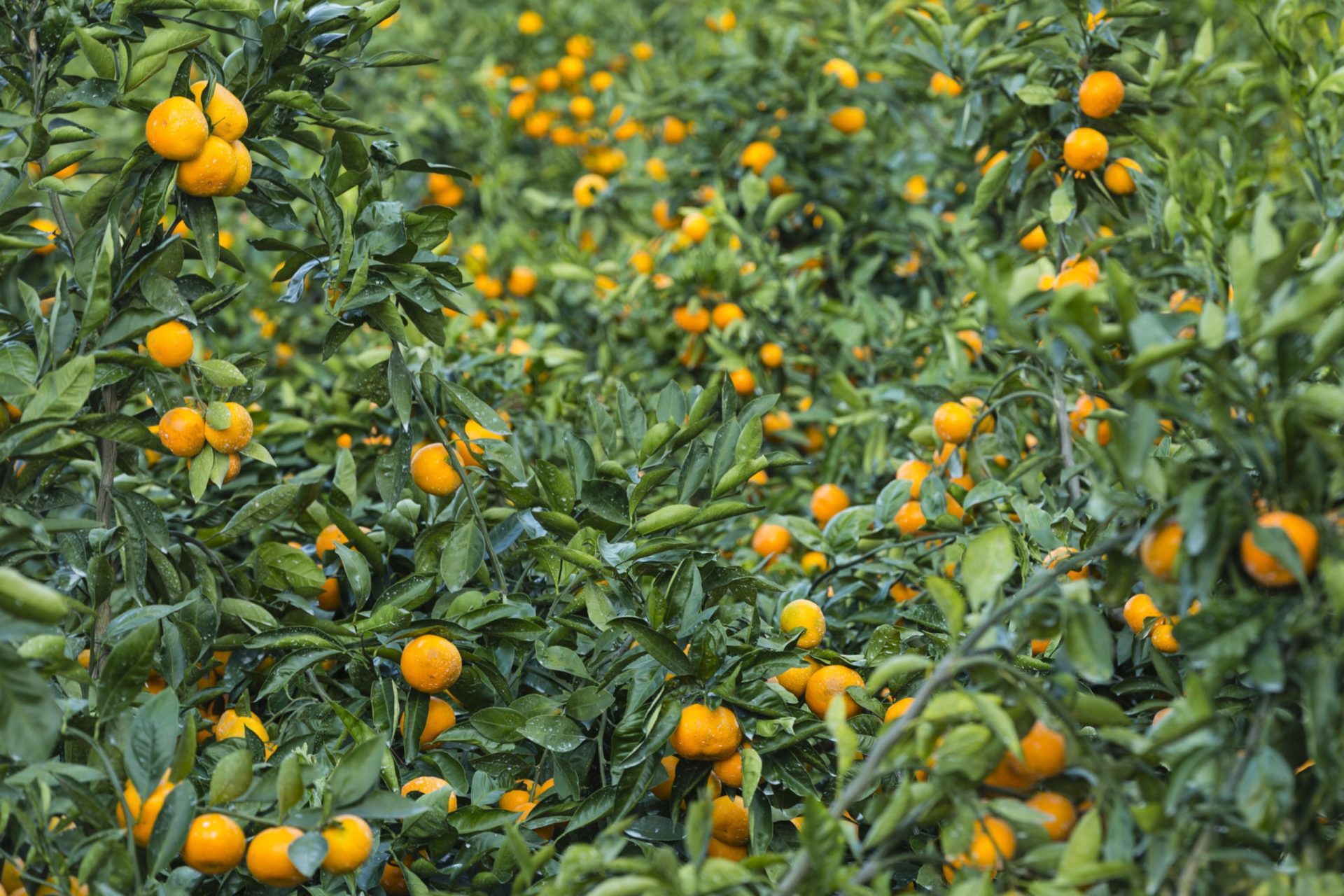 Agricultura. Produção de laranja atinge valores recorde