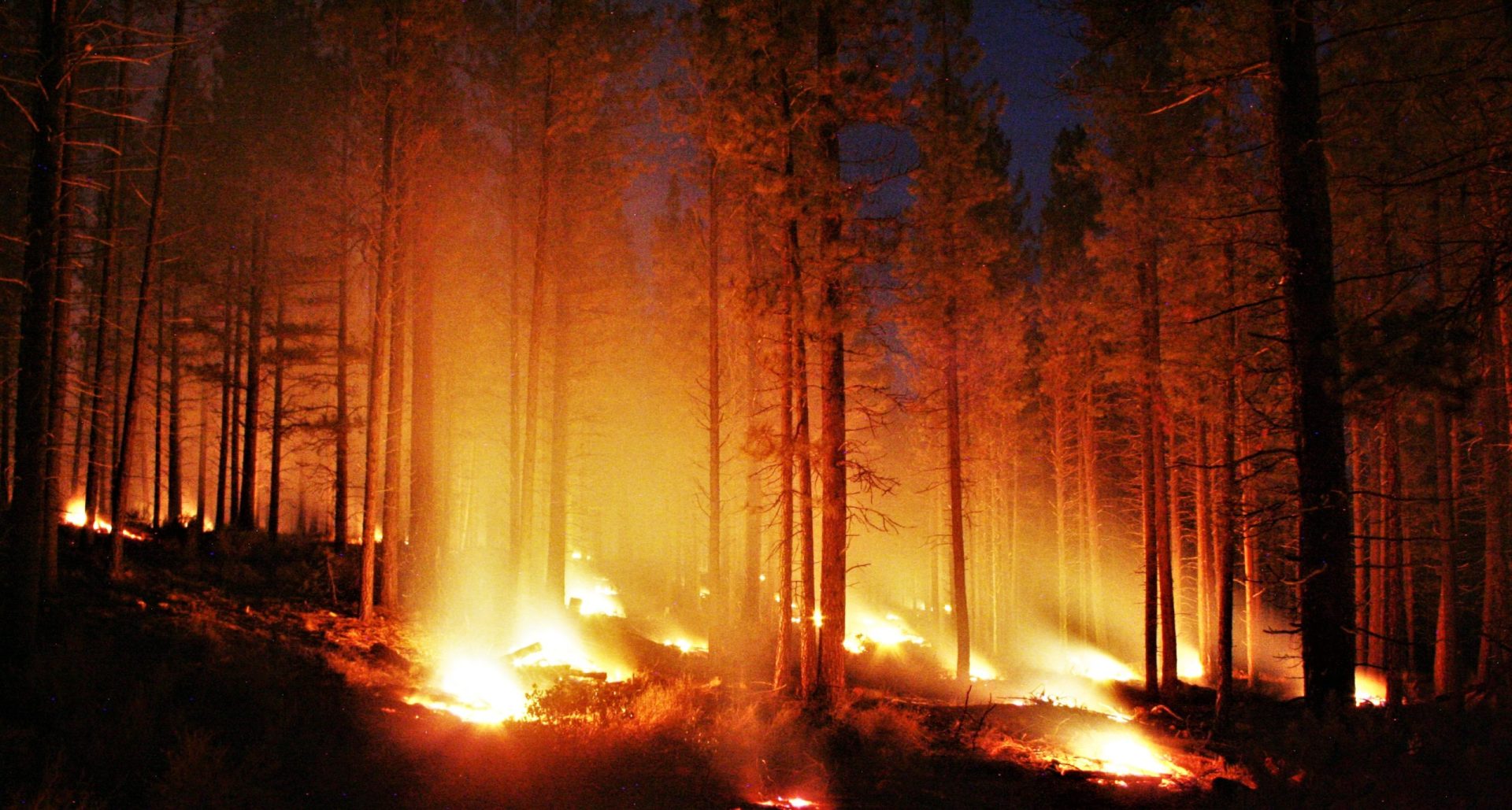 Detido incendiário florestal em Aveiro