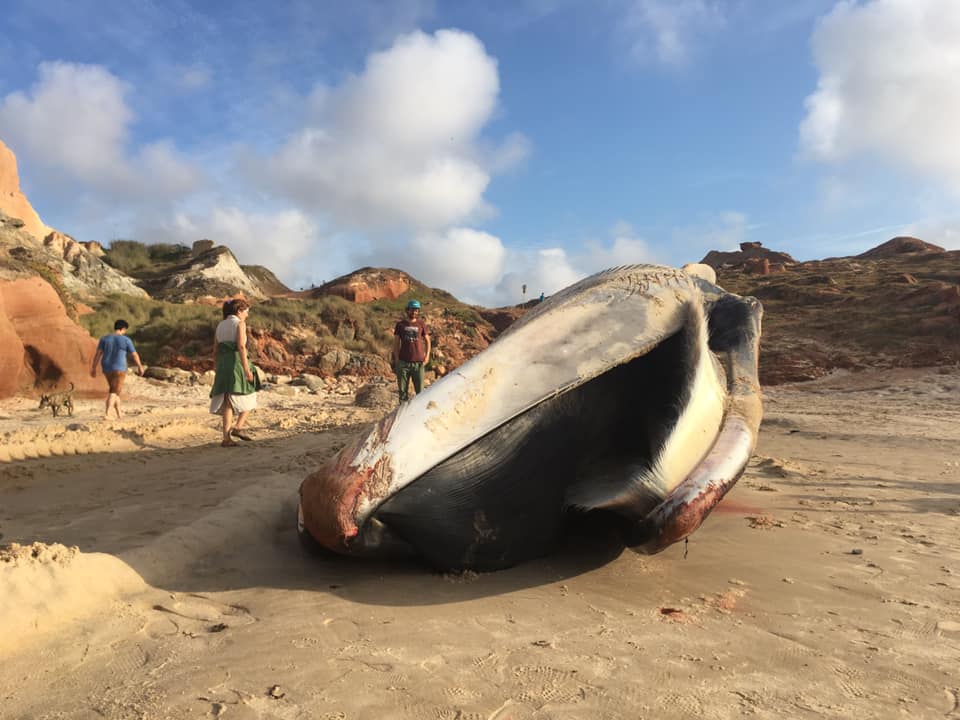 Baleia de 16 metros dá á costa numa praia em Peniche