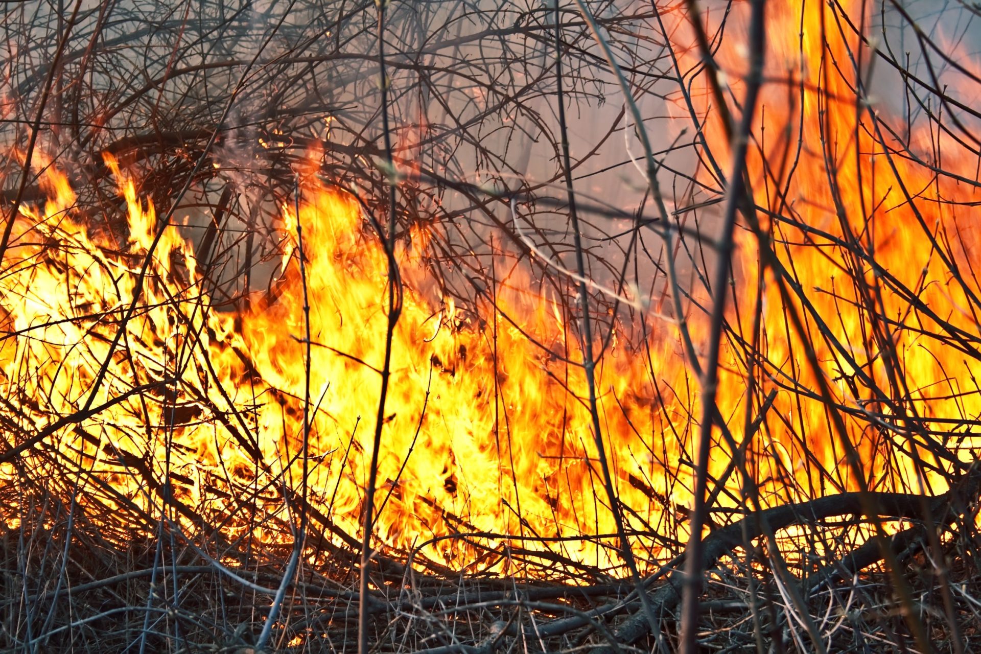 Detido autor de incêndio florestal em Ourique