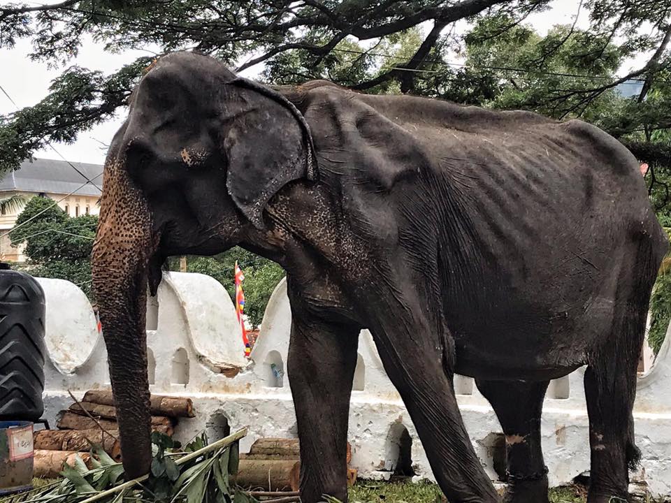 Tikiiri, a elefante doente de 70 anos que é obrigada a &#8220;abençoar&#8221; turistas todas as noites