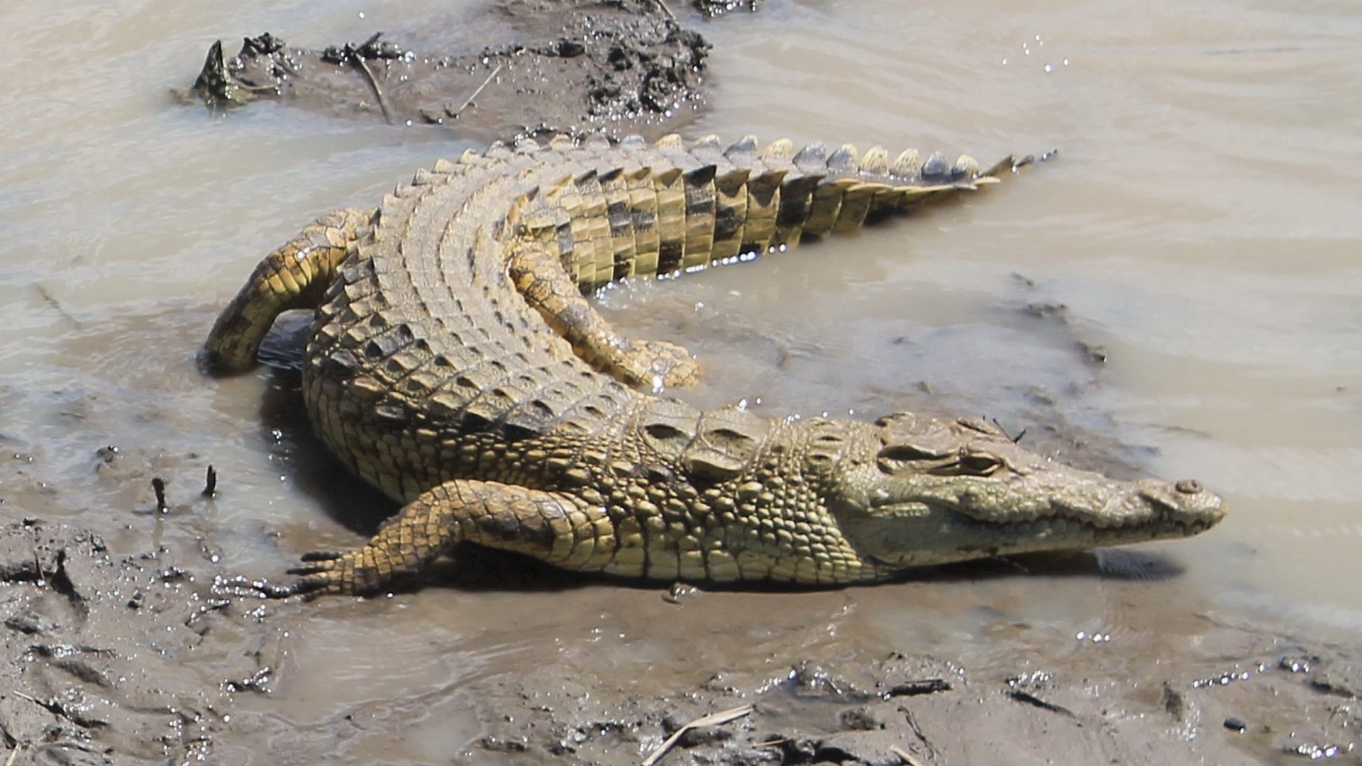 Crocodilo mata menino de 10 anos que estava a bordo de barco com os irmãos