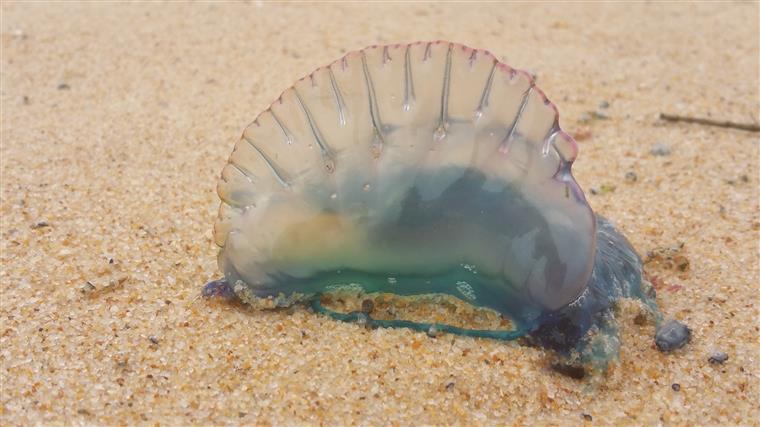 Alemão impedido de atravessar costa sul da ilha Terceira a nado devido a picada de caravela