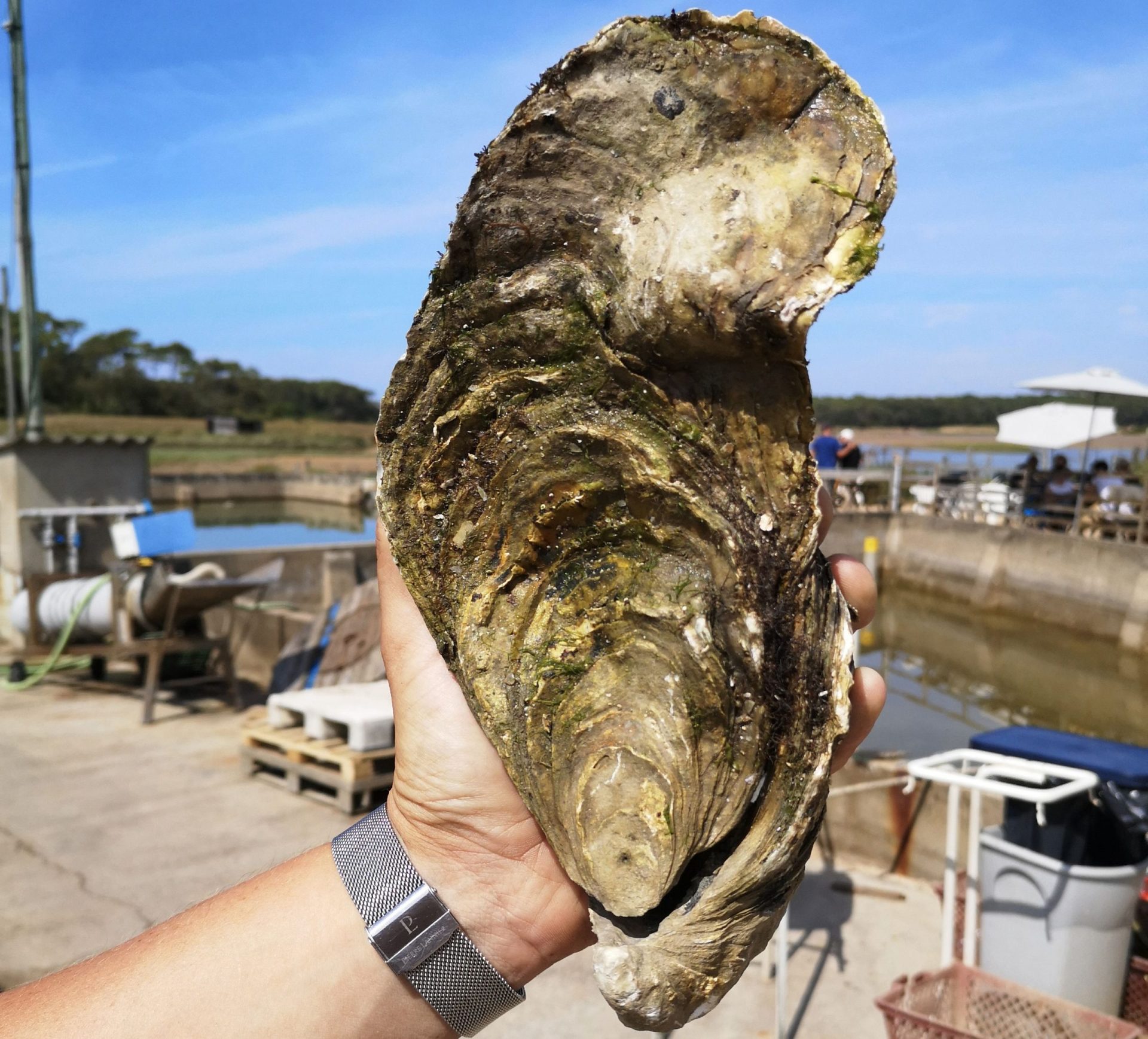 Encontrada ostra gigante de 1,4 kg na costa atlântica de França