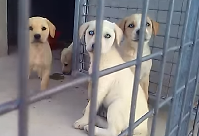 Cinco cães abandonados em buraco resgatados por bombeiros  |  VÍDEO