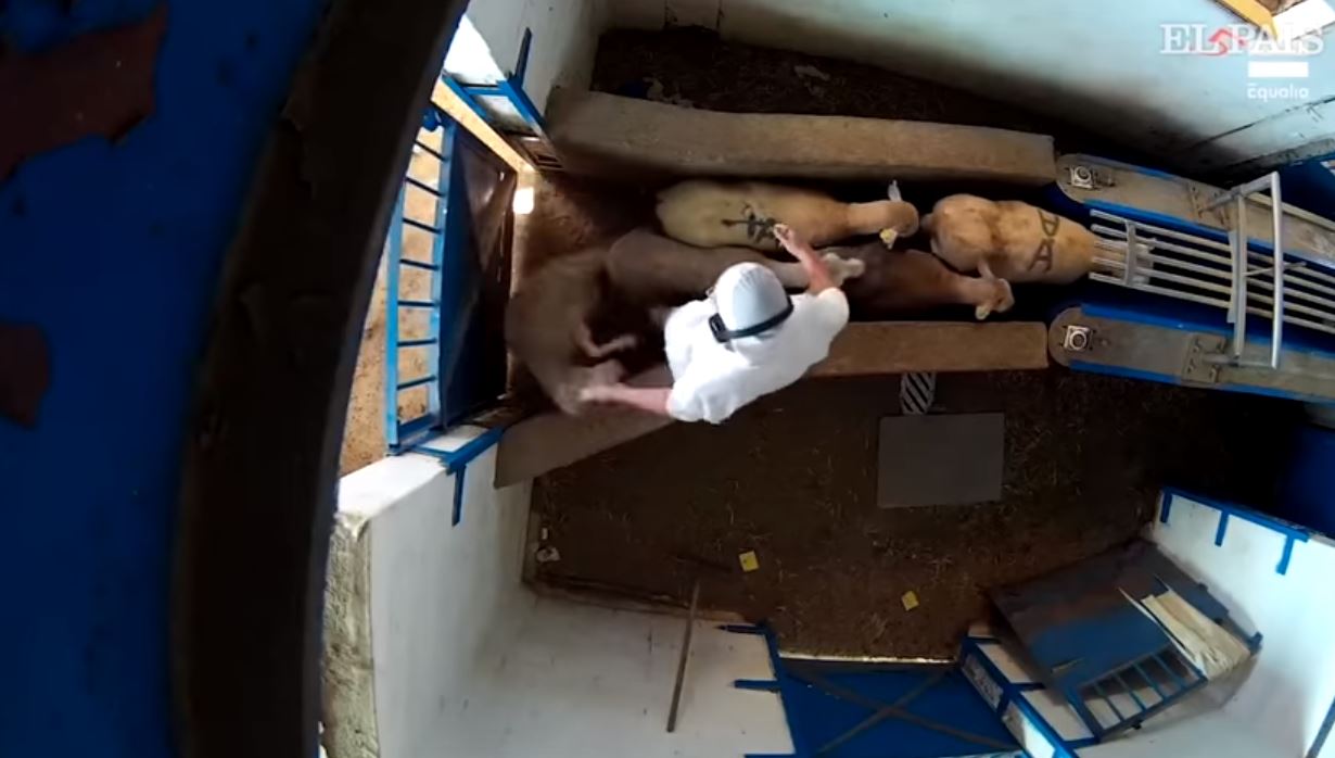 Vídeo mostra animais a serem maltratados em matadouro de Madrid