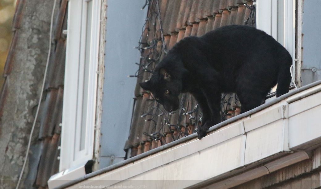Vídeo mostra pantera a ‘passear’ por telhados em França