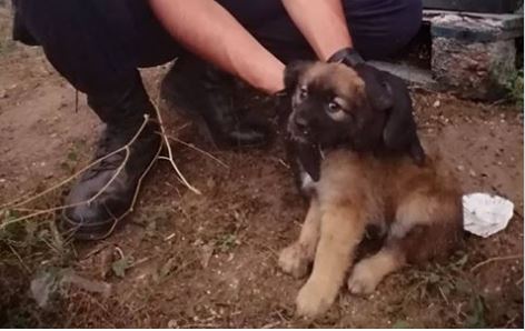 Militar da GNR resgata e adota cão bebé abandonado