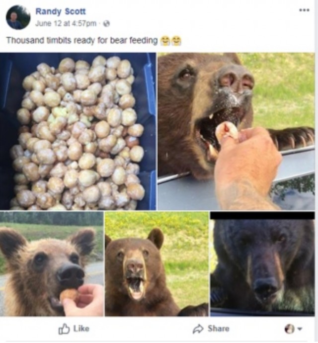 Homem paga multa superior a mil euros por alimentar ursos com mini donuts