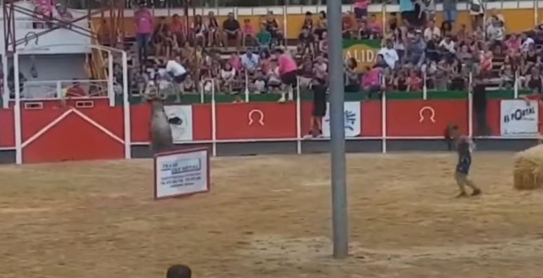 Vídeo mostra touro a saltar para bancada de arena provocando vários feridos em Espanha