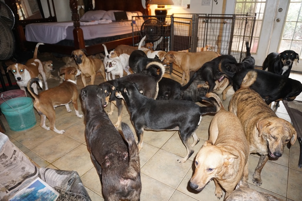 Mulher abriga 97 cães em casa durante passagem de furacão Dorian