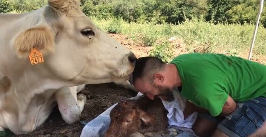 O agradecimento emocionante de uma vaca ao tratador após o parto que se tornou viral | Vídeo