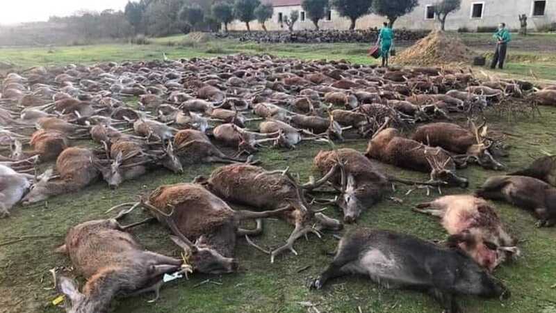 Morte de 540 animais em quinta na Azambuja vai ser investigada