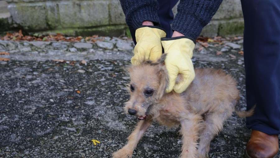 GNR resgata 25 cães que viviam sem condições de higiene em Seia