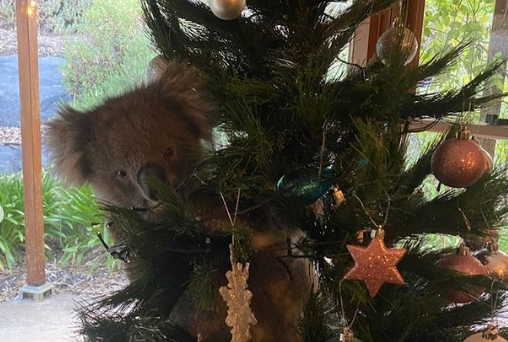 Coala invade casa na Austrália: “Queria ser a estrela da árvore de Natal”