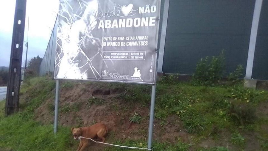 Cão foi abandonado junto a cartaz que apela à adoção de animais
