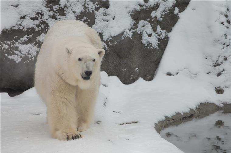 Canibalismo entre ursos polares cada vez mais frequente