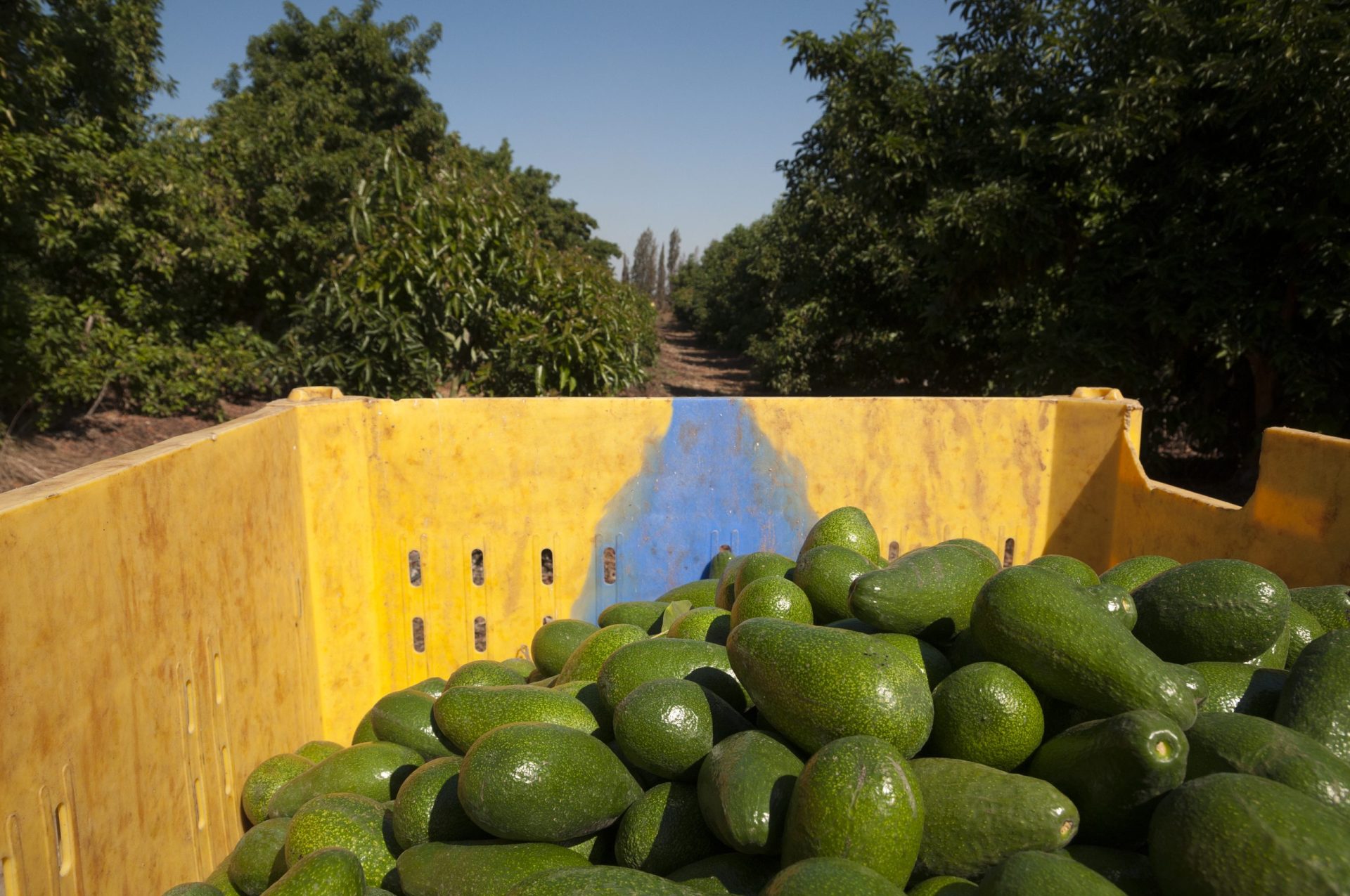 Mulher de 29 anos apanhada a roubar uma tonelada de abacate em Faro