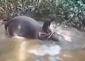 Homem agride violentamente elefante na cabeça até animal cair para o lado