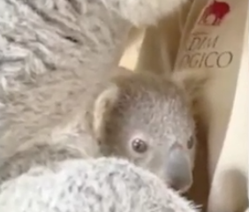Coala bebé é um dos mais recentes habitantes do Zoo de Lisboa | VÍDEO