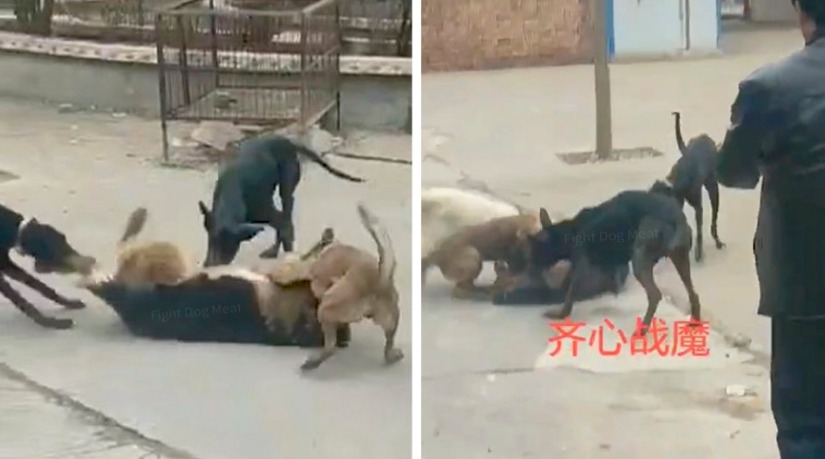 Coronavírus leva chineses a abandonarem milhares de cães | VÍDEO