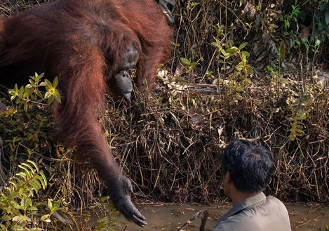 Fotografia de orangotango a tentar ajudar homem está a tornar-se viral