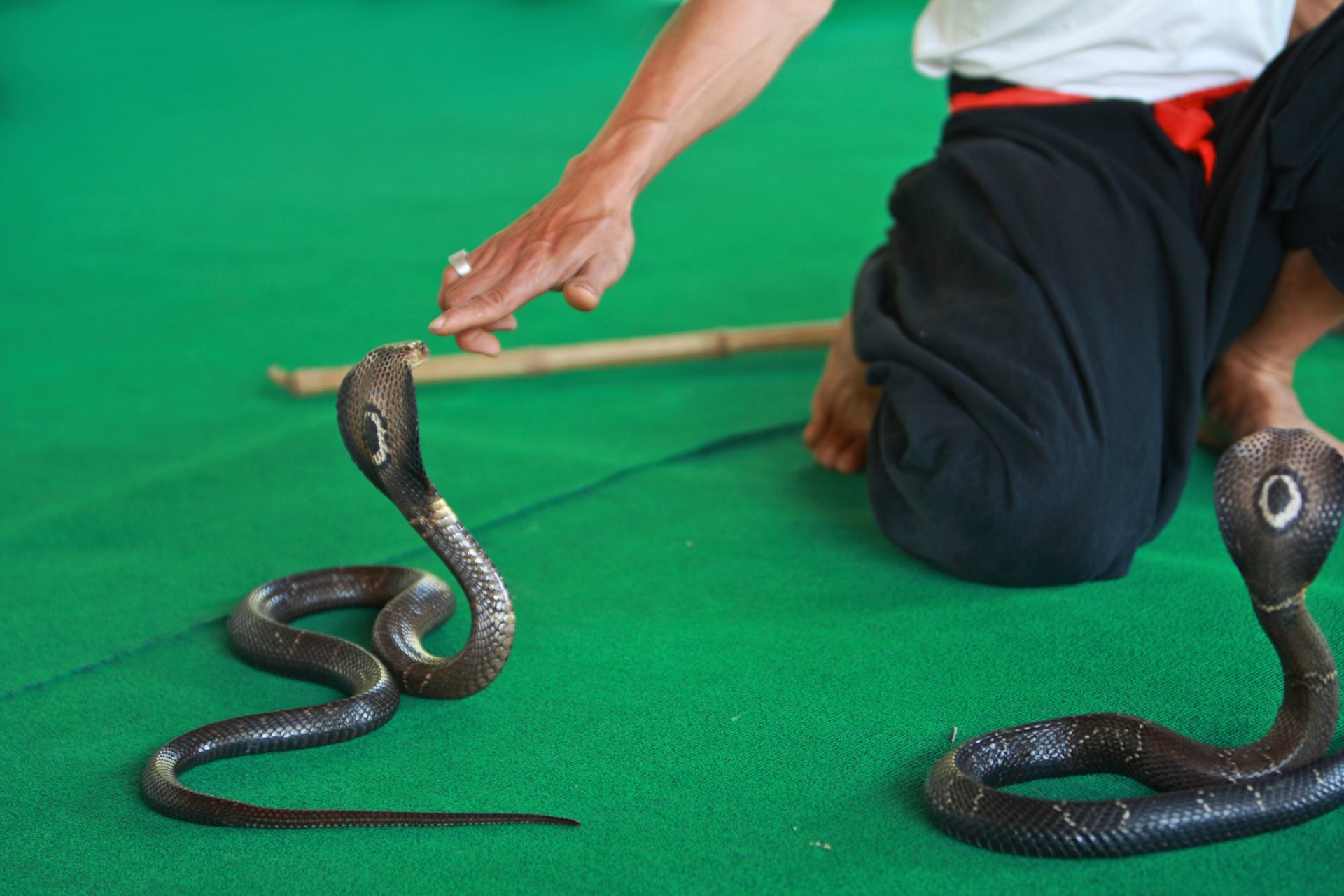 Homem que fazia espetáculos com cobras venenosas há 15 anos morreu na sequência de uma mordidela