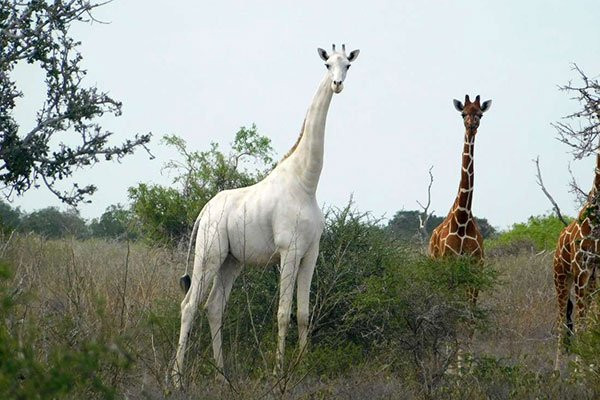 Caçadores mataram a única girafa branca fêmea conhecida no mundo