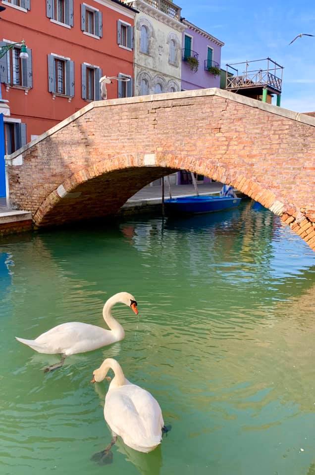 Canais de Veneza enchem-se de peixes e cisnes durante dias de isolamento