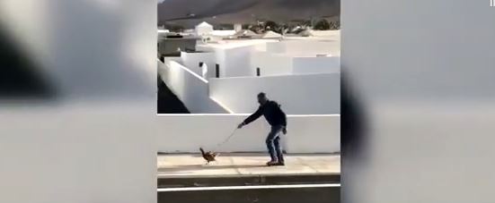 Homem foi multado em Lanzarote por estar a passear&#8230; uma galinha | Vídeo