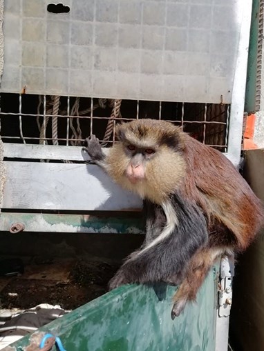 Encontrado macaco acorrentado em quintal em Cascais