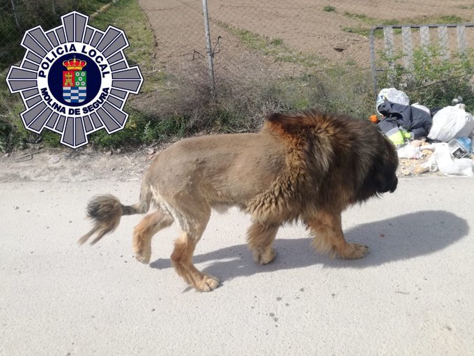Pânico em cidade espanhola por causa de um leão à solta que afinal era um cão