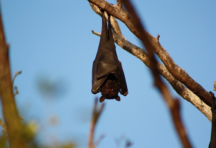 OMS insiste que origem do vírus foram morcegos e não um laboratório