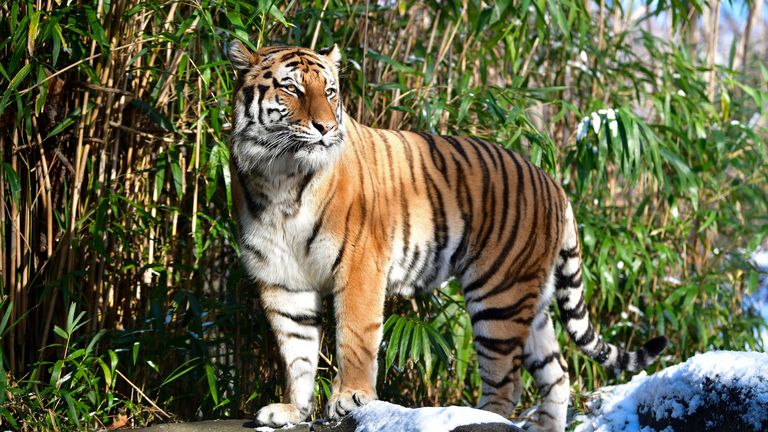 Tigre de zoo em Nova Iorque testa positivo para novo coronavírus