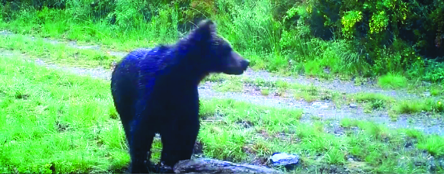 Vida Selvagem. 150 anos depois, é seguro dizer: há ursos-pardos na Galiza