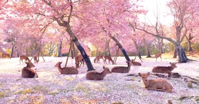 Imagem de veados sobre flores de cerejeira no Japão está a tornar-se viral