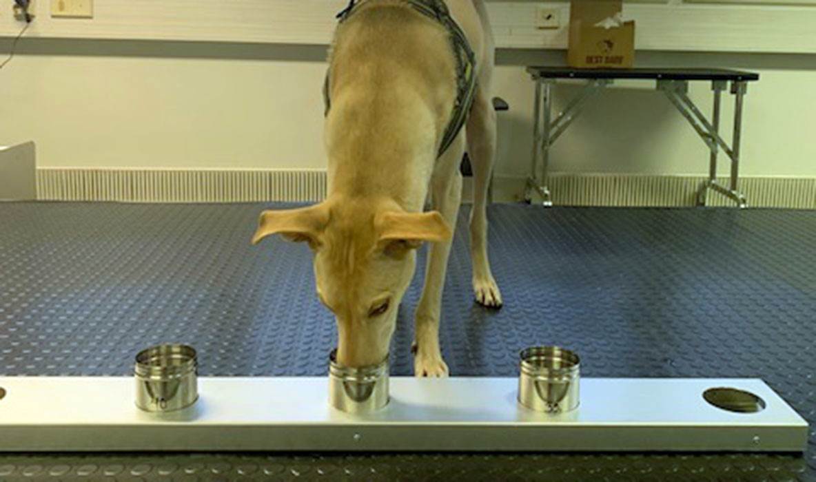 Cães podem ser treinados para detetar covid-19