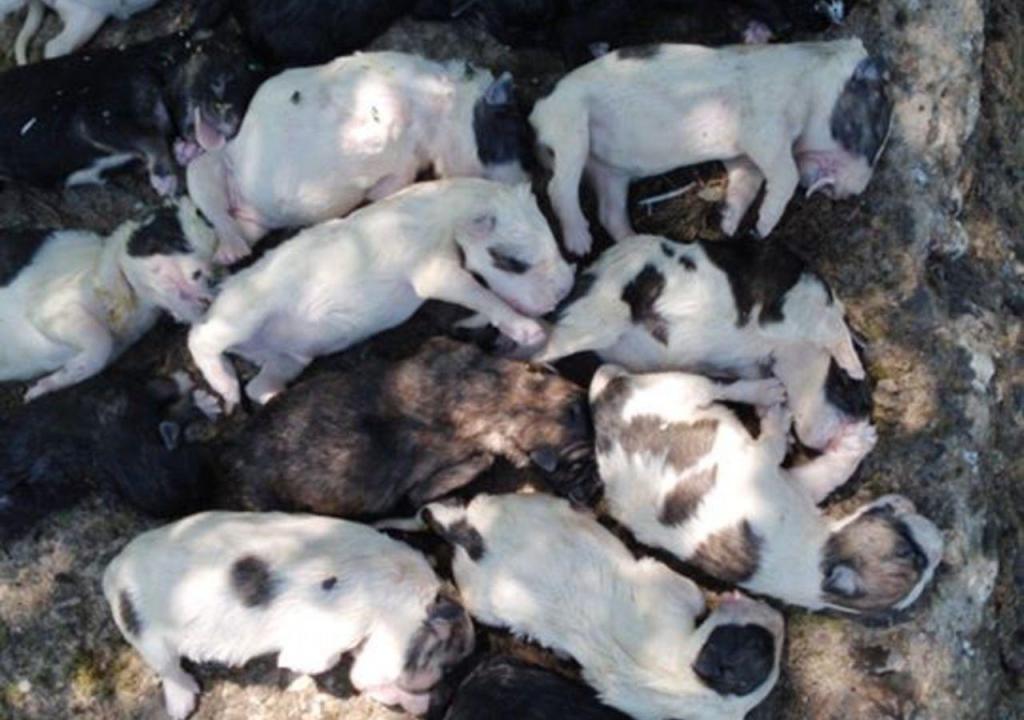 Cães de gado recém-nascidos encontrados mortos num rio em Bragança