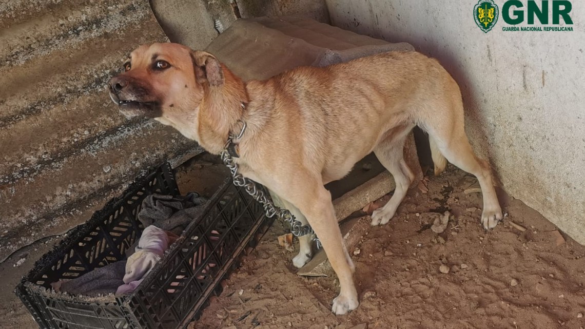 GNR resgata cão com sinais de maus-tratos