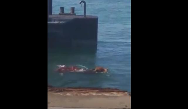 Boi salta para o rio Sado e é resgatado pela Polícia Marítima [VÍDEO]
