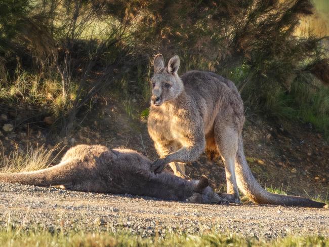 Imagem emocionante mostra a dor de um canguru após perder a sua companheira grávida
