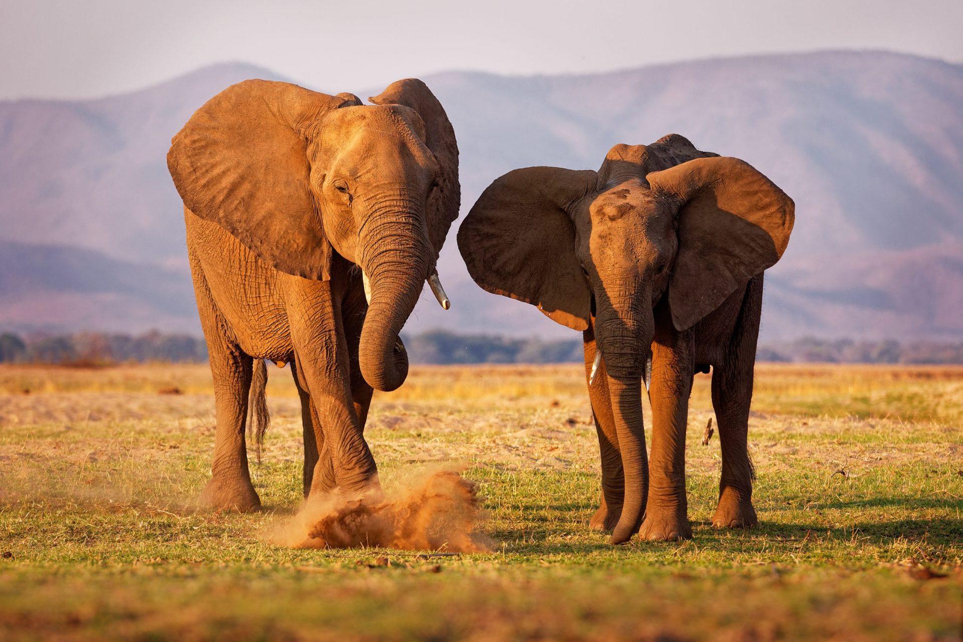 Morreram 350 elefantes em dois meses no Botswana e ainda não se sabe como