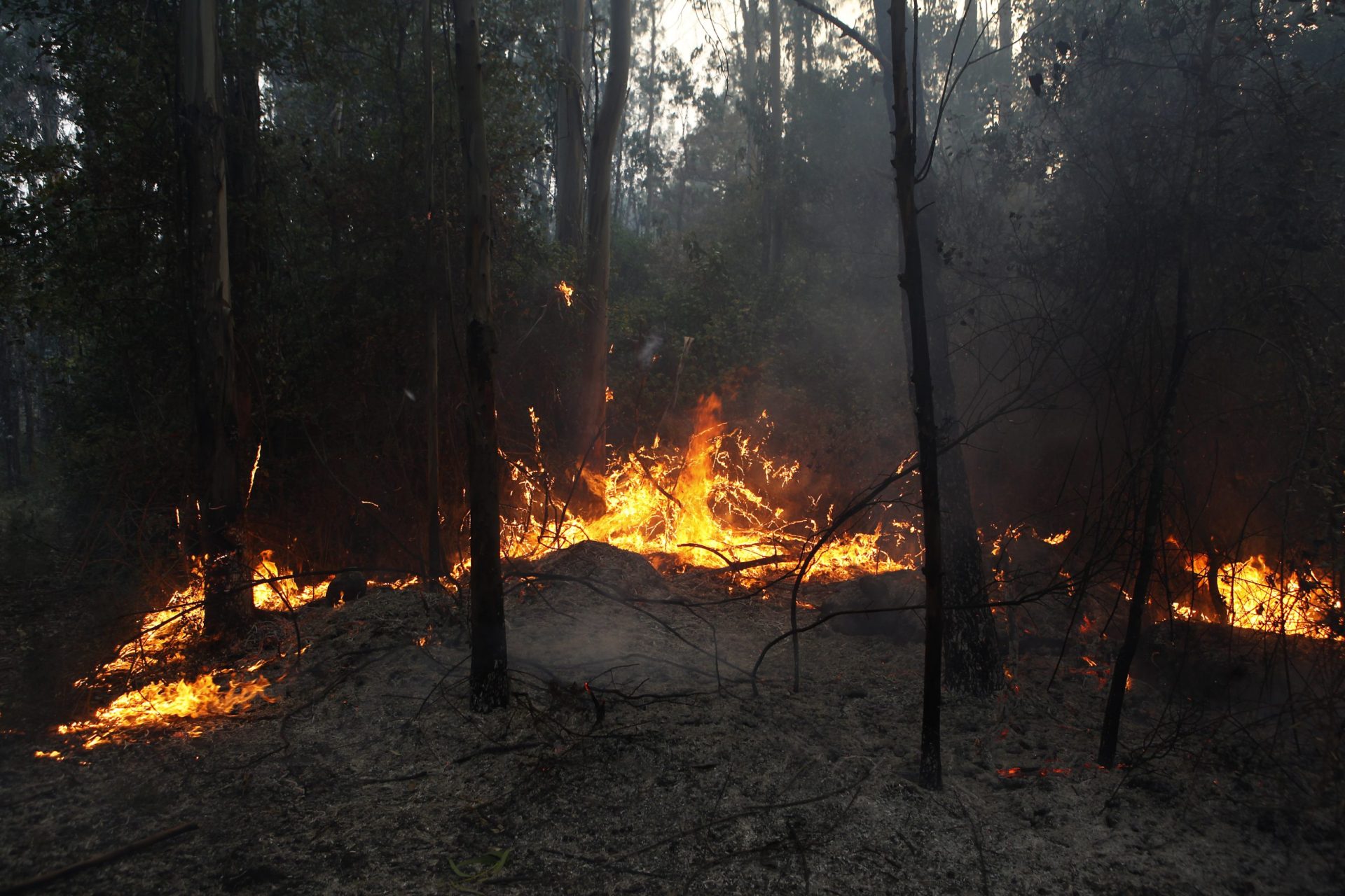 Incêndio em Pampilhosa da Serra está em fase de rescaldo
