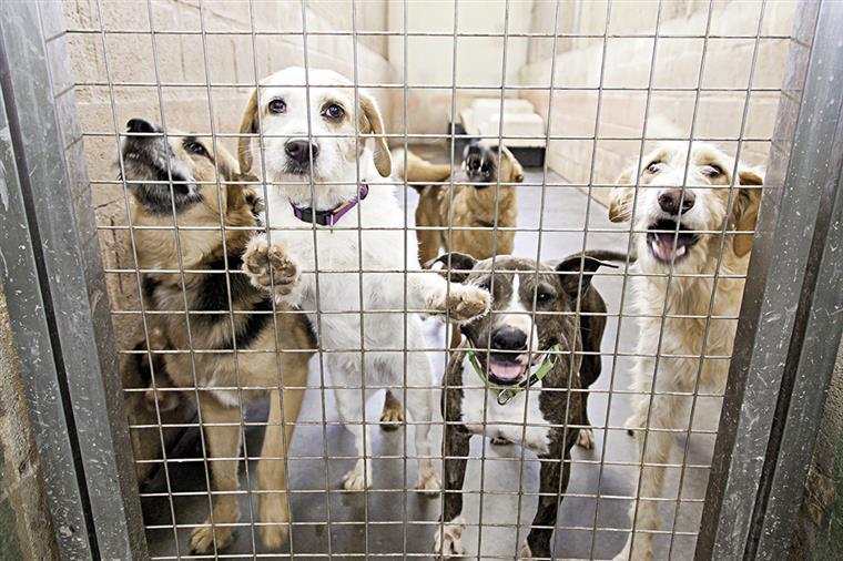 Animais. Parlamento quer avaliação a centros de recolha