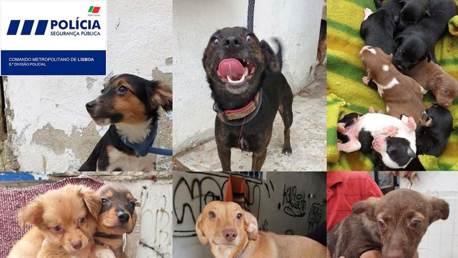 PSP retira 28 cães de barracões na Penha de França
