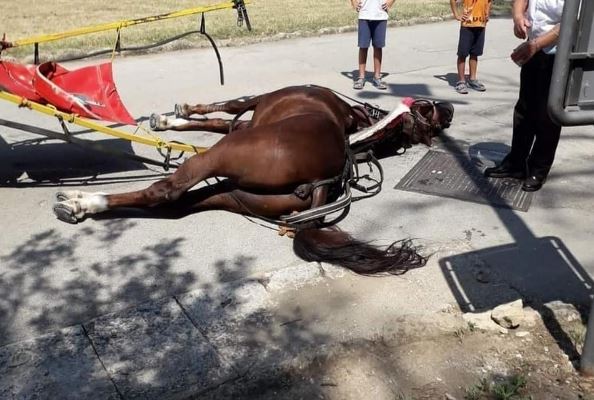 Cavalo morre a puxar carroça para transportar turistas em Itália